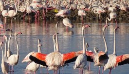 İzmir ilindeki flamingo çiftlerinin yavruları yumurtadan çıkmaya başladı