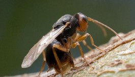 Katil arı kestane ağaçlarını öldürüyor